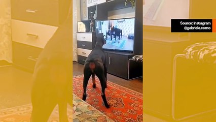 Hauska video: dobermanni seuraa voimistelutuntia televisiossa