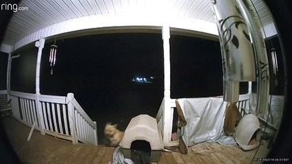 Dog Gets A Free Rollercoaster Ride Down The Stairs