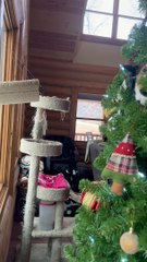 Cat Spies on Birds From Inside Christmas Tree