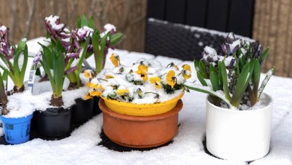 Jardín de Invierno: Prepara la Primavera con Siembra Estratégica