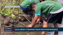 UT Semarang Tanam 2.000 Mangrove di Pantai Blacanan