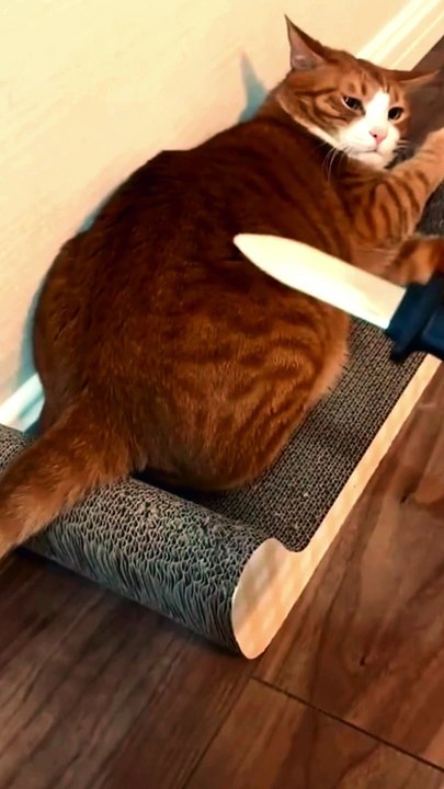 Aventures drôles de chats