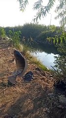Fish  احلى سمك بالصلاه على النبي