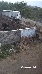 Comment maitriser un chien agressif...