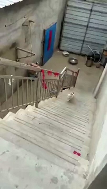 Ce chat n'est pas le roi du Parkour
