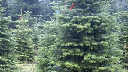 Secrets of the Cranbrook Christmas fir farm growing thousands every year