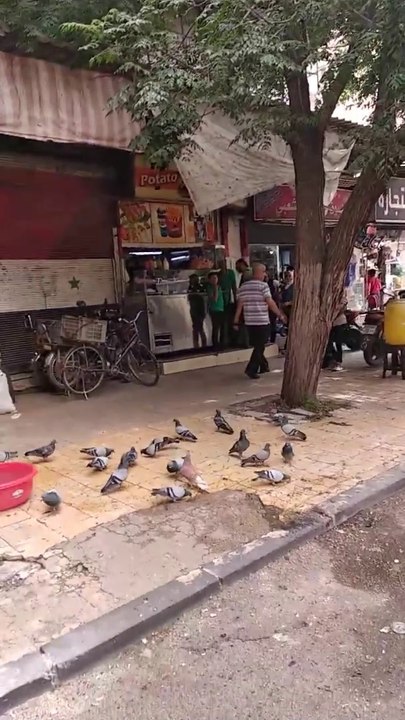 "مشهد رائع للحمام يتفاعل مع البيئة المحيطة به"