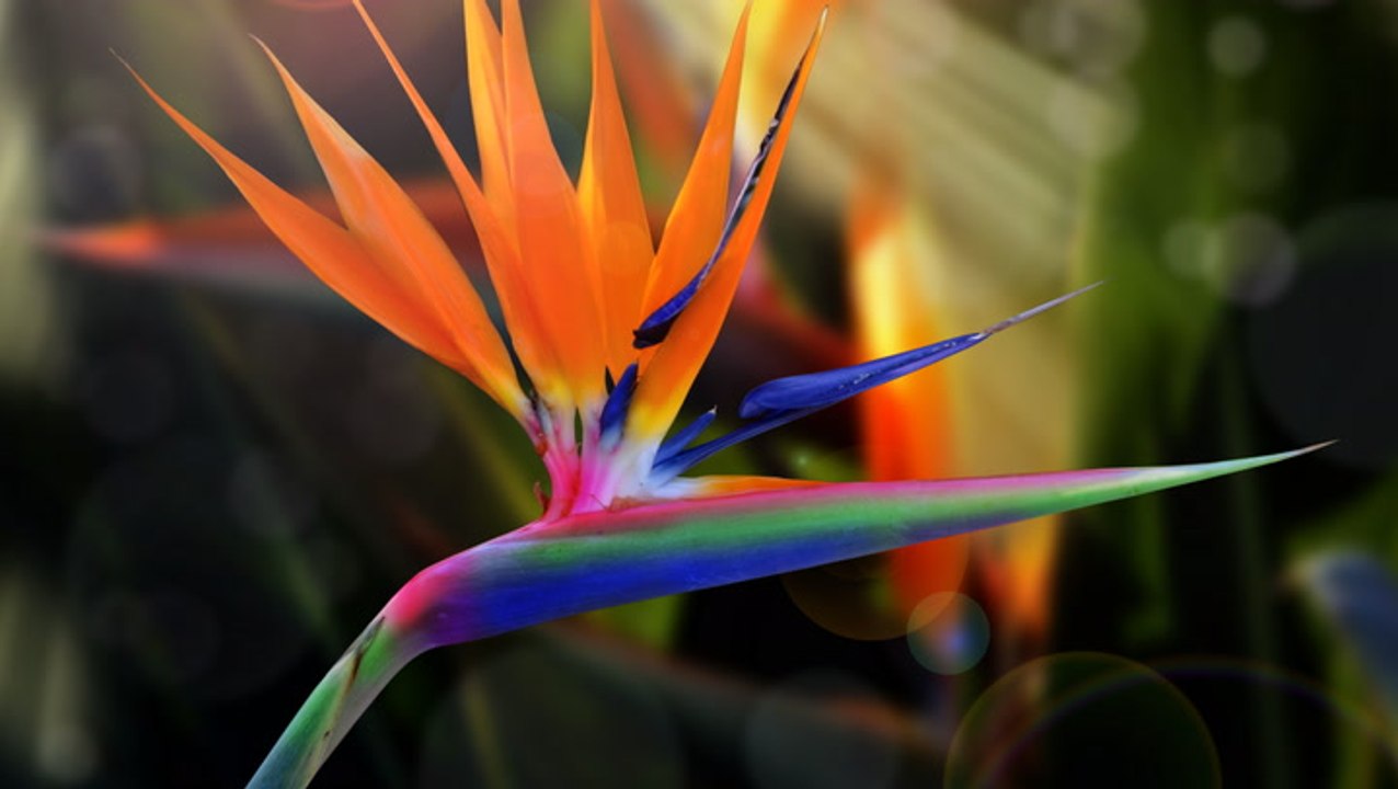How to Grow and Care for Bird of Paradise