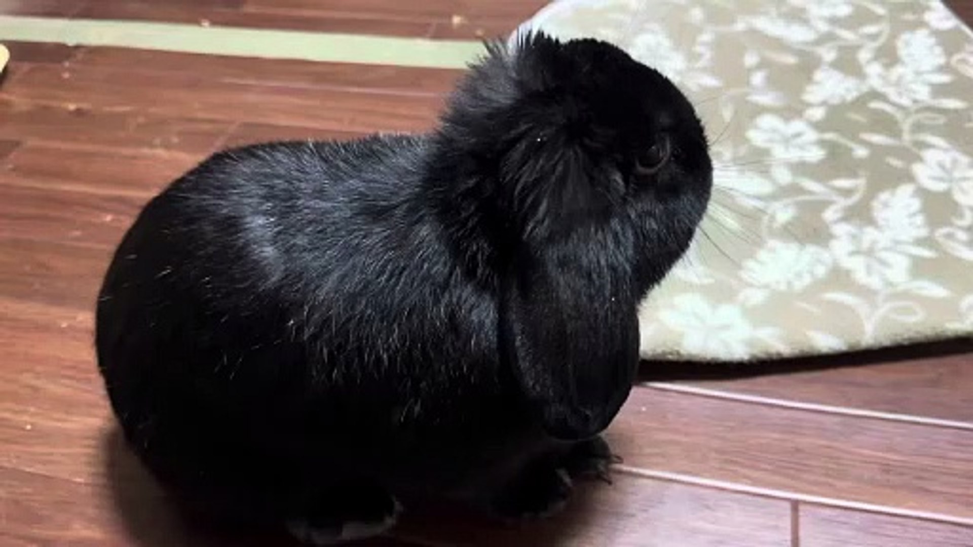 Nicole Rae - Sneaky Office Link - video Dailymotion