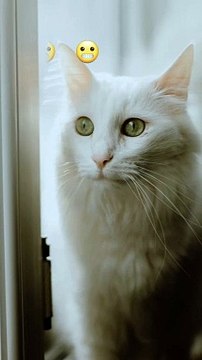 Cute Cat Funny cat New viral video Comedy Videos and Entertainment Trending Viral Video Reels