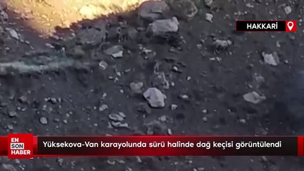 Yüksekova-Van karayolunda sürü halinde dağ keçisi görüntülendi