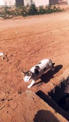 A cat that defies gravity and enjoys its fun adventures(480P)