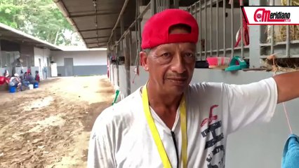 Caballerizo de Lyndacarter habla sobre la yegua