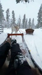 Reindeer Run Away While Towing Humans