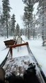 Reindeer Run Away While Towing Humans