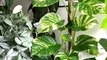 Pothos love! I look at them with wow every morning while they are sun bathing. They give me good energy   ポトスラブ！毎朝、陽を浴びてる姿を見るたびに本当に綺麗だなと感心しています。元気をもらってます ...#goldenpothos #neonpothos #pothos #pothoslove #