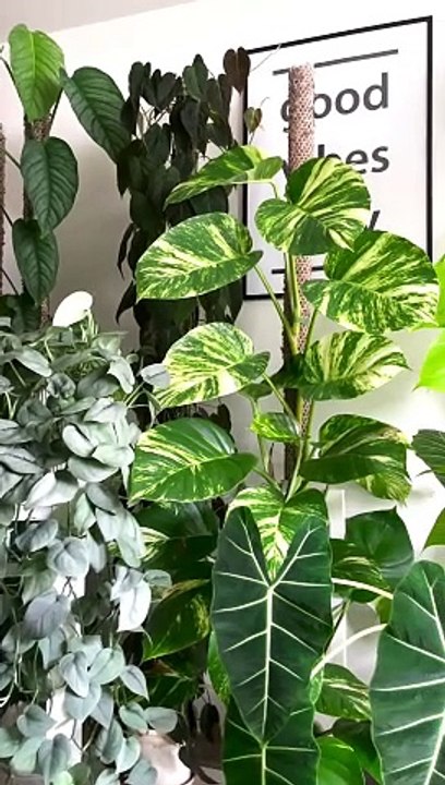 Pothos love! I look at them with wow every morning while they are sun bathing. They give me good energy   ポトスラブ！毎朝、陽を浴びてる姿を見るたびに本当に綺麗だなと感心しています。元気をもらってます ...#goldenpothos #neonpothos #pothos #pothoslove #