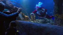 شاهد: سانتا يطعم الأسماك في حوض بحري كبير احتفالا بأعياد الميلاد في ألمانيا
