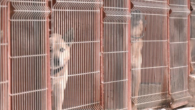 Zima to trudny czas dla zwierząt, pamiętajmy o nich