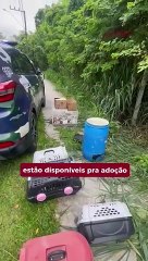 42 porquinhos-da-índia abandonados em uma área de mata no bairro da Murta, em Itajaí, estão disponíveis para adoção