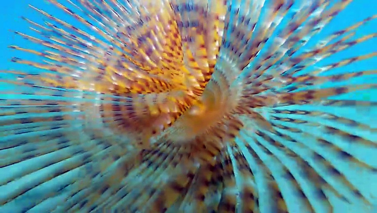 A Flower Beneath The Waves