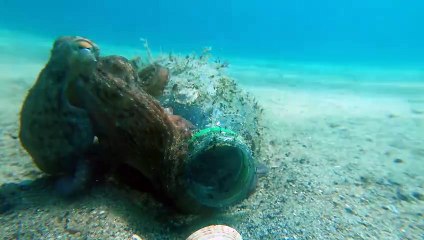 Octopus Makes It Home in a Plastic Bottle