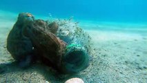 Octopus Makes It Home in a Plastic Bottle