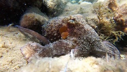 An Octopus Named Little Finger