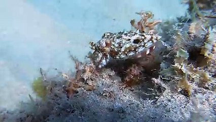 Baby Cuttlefish Swims Along Ocean Floor