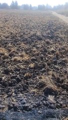 Green land in delta of egypt