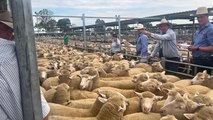 Bids fly thick and fast at Wagga Saleyards