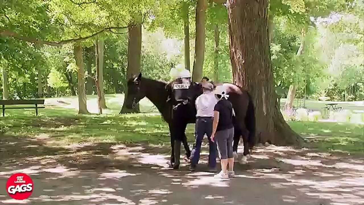 Best Of Wild Animal Pranks 2023 Just For Laughs Gags video Dailymotion