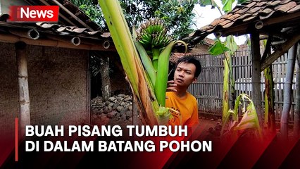 Unik! Ada Buah Pisang Tumbuh di Dalam Batang Pohon