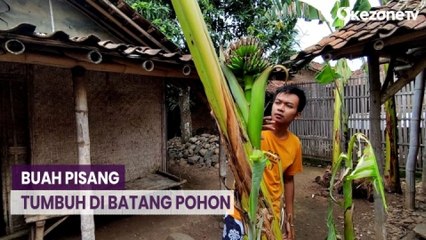 Heboh! Buah Pisang Tumbuh di Dalam Batang Pohon di Pati