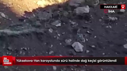 Yüksekova-Van karayolunda sürü halinde dağ keçisi görüntülendi
