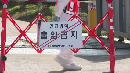 익산시 종계 농장 2곳서 AI 항원 검출...닭농장 일시 이동 중지 / YTN