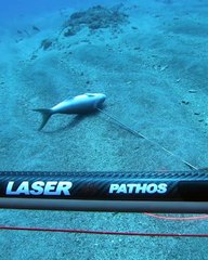 Giant Tiger Shark tries to steal our fish!