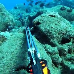 Underwater Hunting Hawaii Octopus