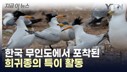 "바닷새는 짝 안 바꾸는데"...뿔제비갈매기 암컷의 이례적 활동 [지금이뉴스] / YTN