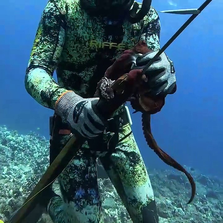 This Octopus Did Not Want to be Eaten