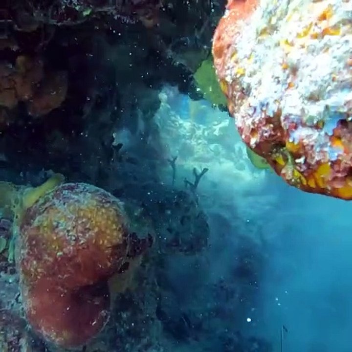 This is a Spearfishing Paradise!