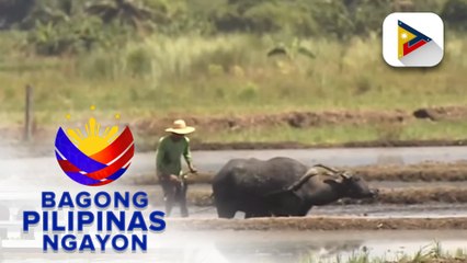 NIA, nakaalerto sa epekto ng El Niño sa Cordillera