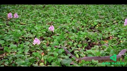 Ular anakonda memangsa kapibara besar