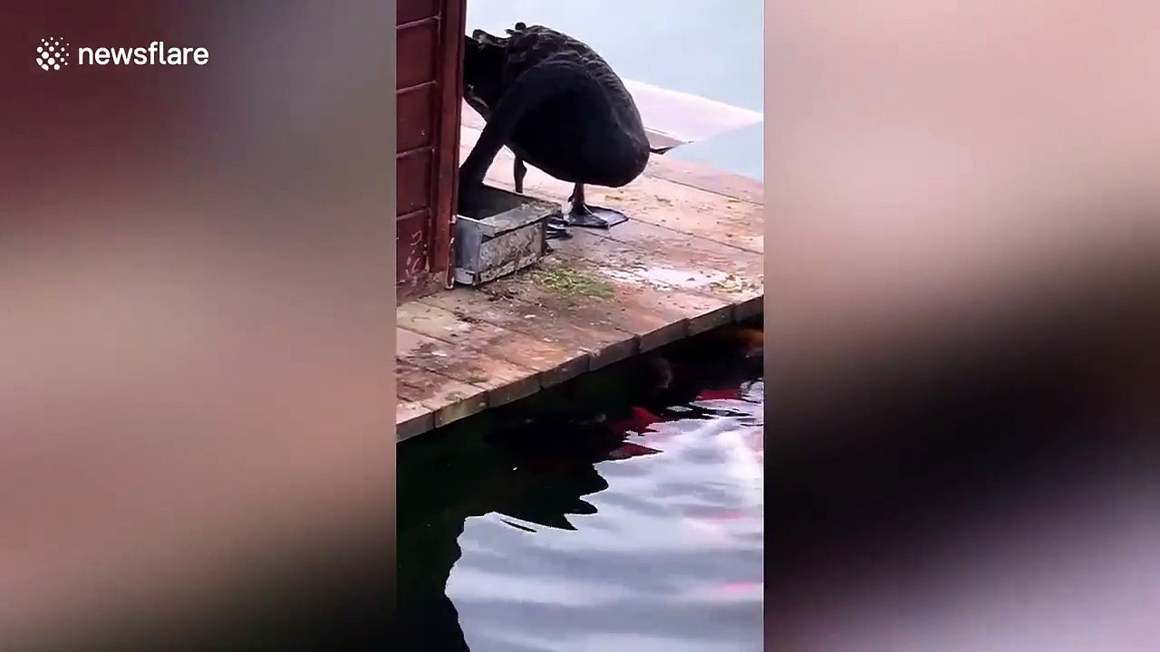Un cygne vient nourrir les carpes... trop mignon