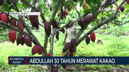Abdullah 30 Tahun Merawat Kakao Seperti Merawat Anak Sendiri