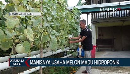 Manisnya Usaha Melon Madu Hidroponik