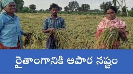 ప్రకాశం: తుఫాన్ ఎఫెక్ట్.... 2 వేల హెక్టార్లలో పంట నష్టం