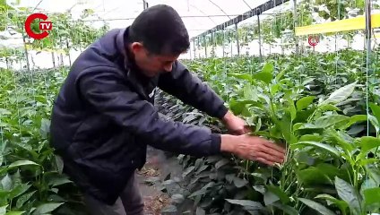 Samandağ'da yetişiyor Azı şifa fazlası zarar...Kilo vermek isteyenler satın alıyor