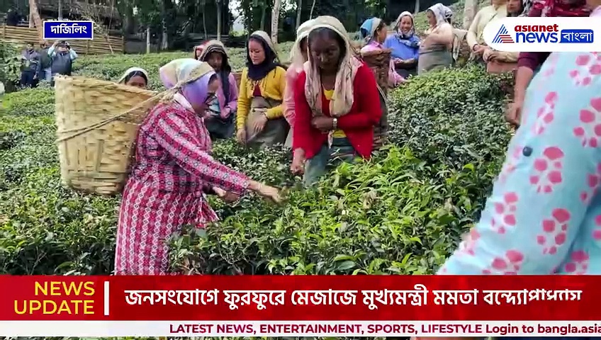 শ্রমিকদের পোশাকে, পিঠে ঝুড়ি বেঁধে মুখ্যমন্ত্রী তুলছেন চা পাতা! দেখুন