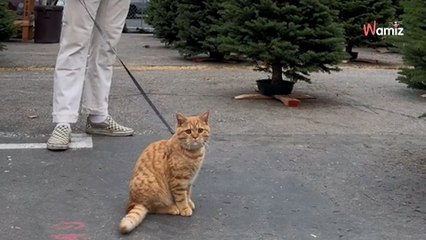 Ils partagent une stratégie improbable pour éviter que leur chat grimpe au sapin (vidéo)